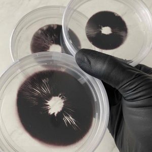Spore Print