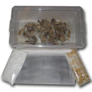 Easy Mushroom Drying Kit