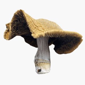 Blue Meanies (Panaeolus coplandia cyanescens)