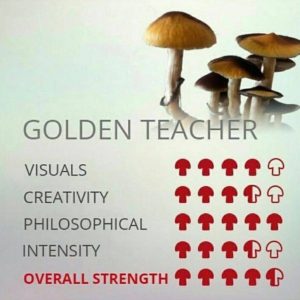 Golden Teacher