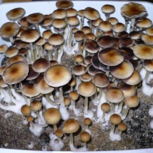 Z_Strain